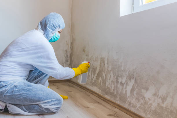 Licensed Mold Removal service in Hudson, MA - WQB Mold Removal