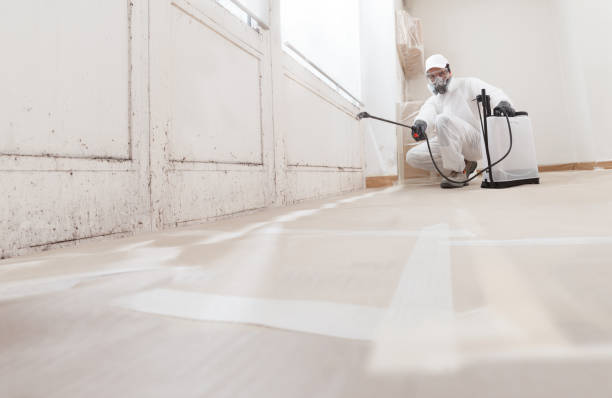 Trusted Mold Removal service in Hudson, MA - WQB Mold Removal