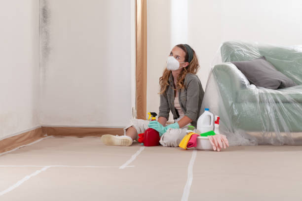 Reliable Mold Removal contractor in Hudson, MA by WQB Mold Removal
